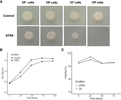 Insights Into Histoplasma capsulatum Behavior on Zinc Deprivation